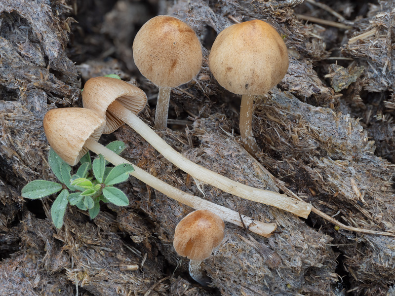 Conocybe rickenii